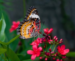Vlinder op bloem_12659400_DS7